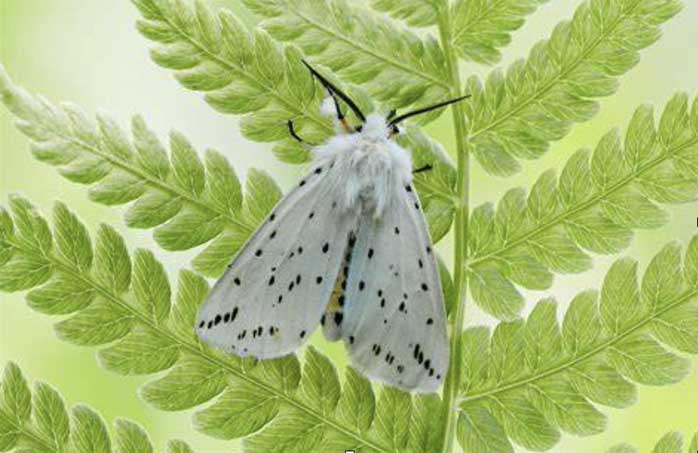 When faith takes wing